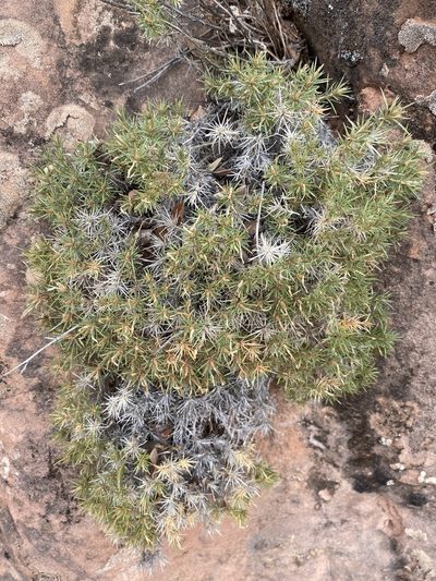 Linanthus watsonii, photographed by Matt Berger