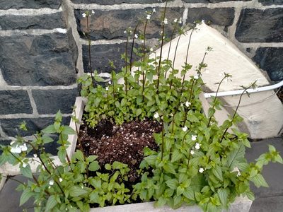 Nemesia floribunda, photographed by John Barkla