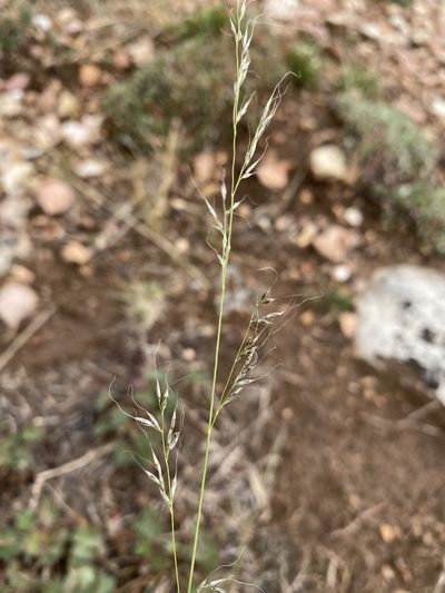 Muhlenbergia montana, photographed by Matt Berger