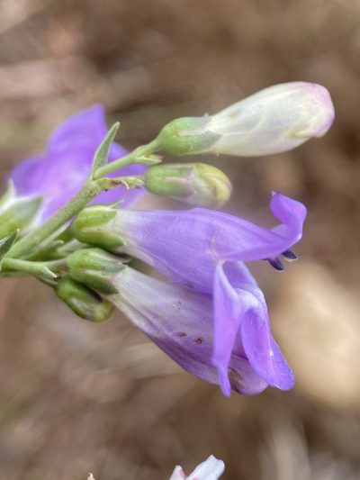 Penstemon pseudoputus, photographed by Matt Berger