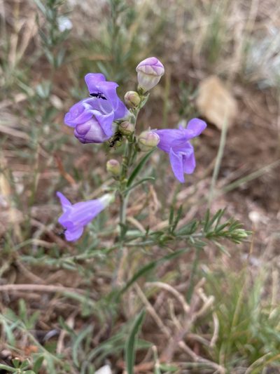 Penstemon pseudoputus, photographed by Matt Berger