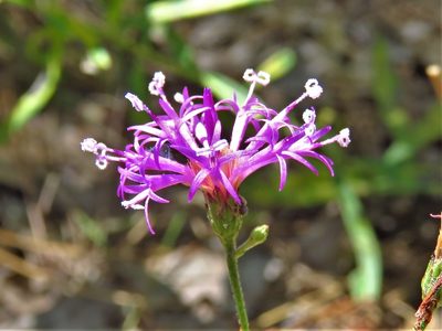 Vernonia texana, photographed by Annika Lindqvist