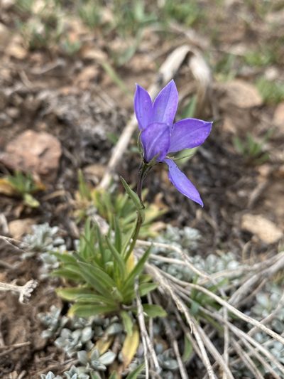 Campanula parryi, photographed by Matt Berger