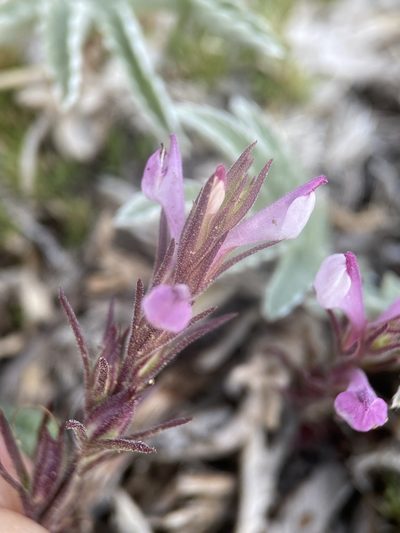 Orthocarpus purpureoalbus, photographed by Matt Berger