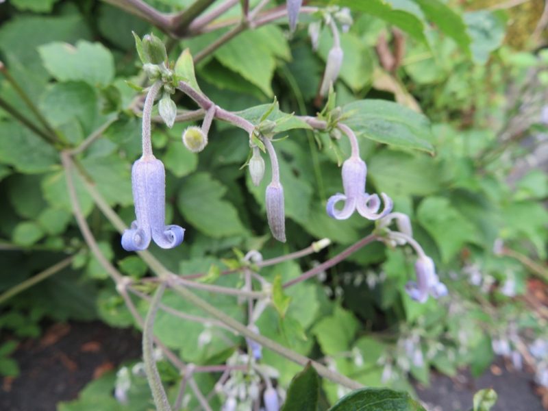 Clematis stans, photographed by Marco Mussita