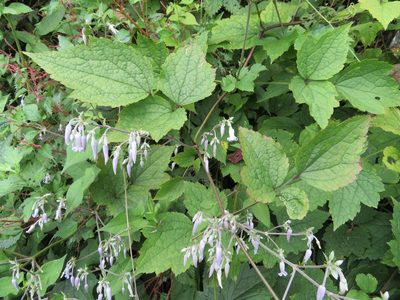 Clematis stans, photographed by Marco Mussita