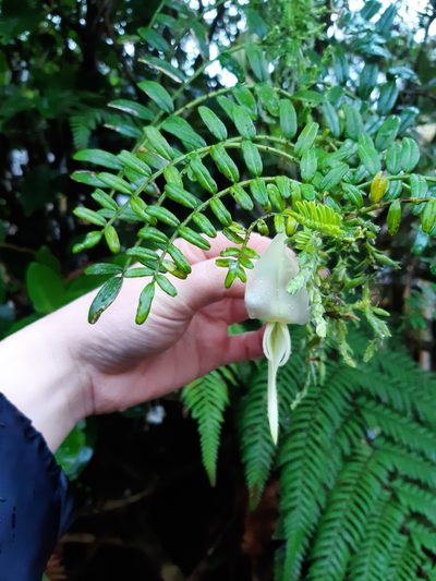 Clianthus puniceus, photographed by georgiasteel