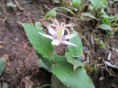 Tricyrtis affinis, photographed by Marco Mussita
