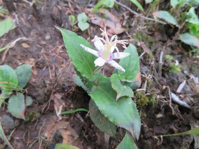 Tricyrtis affinis, photographed by Marco Mussita