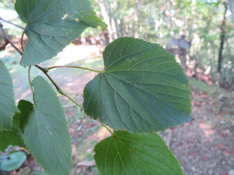 Tilia japonica, photographed by Marco Mussita