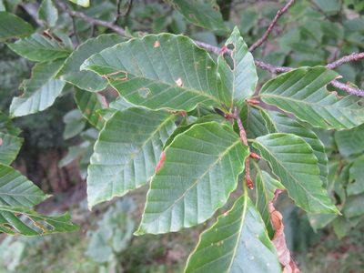 Fagus crenata, photographed by Marco Mussita