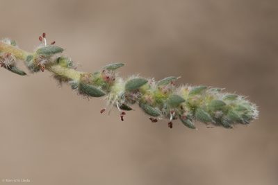 Bassia hyssopifolia, photographed by Ken-ichi Ueda