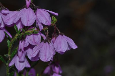 Tetratheca labillardierei, photographed by James (Jim) Duggan