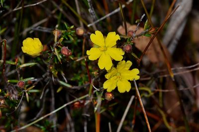 Hibbertia acicularis, photographed by James (Jim) Duggan