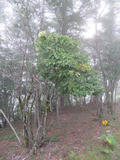 Hydrangea paniculata, photographed by Marco Mussita
