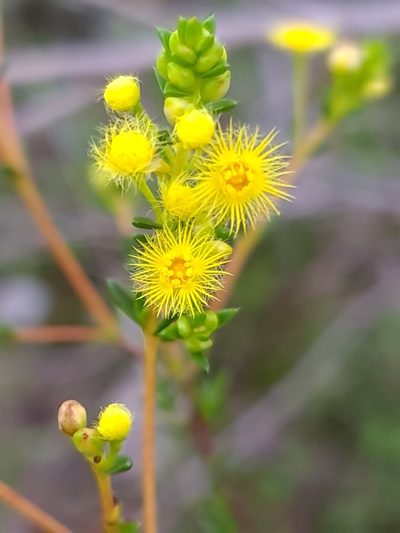 Verticordia acerosa, photographed by Cal Wood