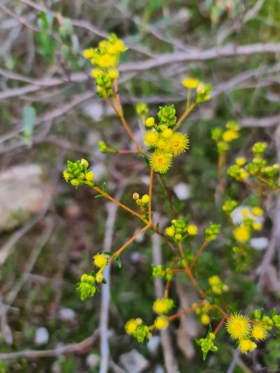 Verticordia acerosa, photographed by Cal Wood