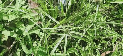Cyperus aromaticus, photographed by Ong Jyh Seng