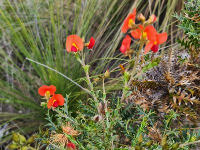 Chorizema dicksonii, photographed by Cal Wood