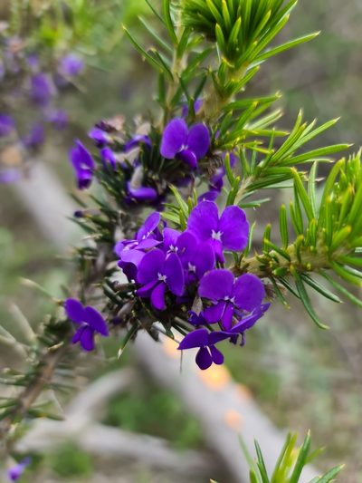 Hovea pungens, photographed by Cal Wood