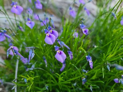 Pigea calycina, photographed by Cal Wood