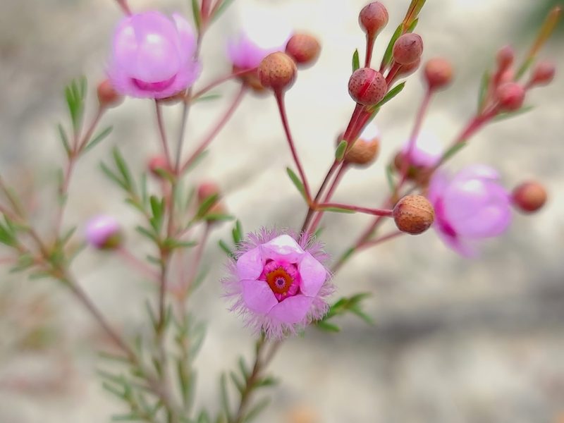Verticordia picta, photographed by Cal Wood