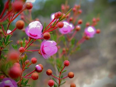 Verticordia picta, photographed by Cal Wood