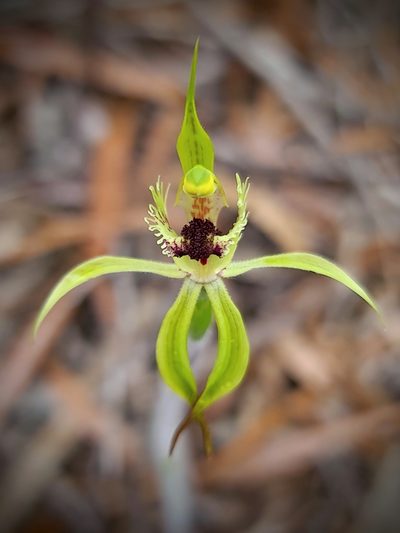 Caladenia crebra, photographed by Cal Wood