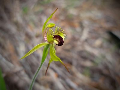 Caladenia crebra, photographed by Cal Wood