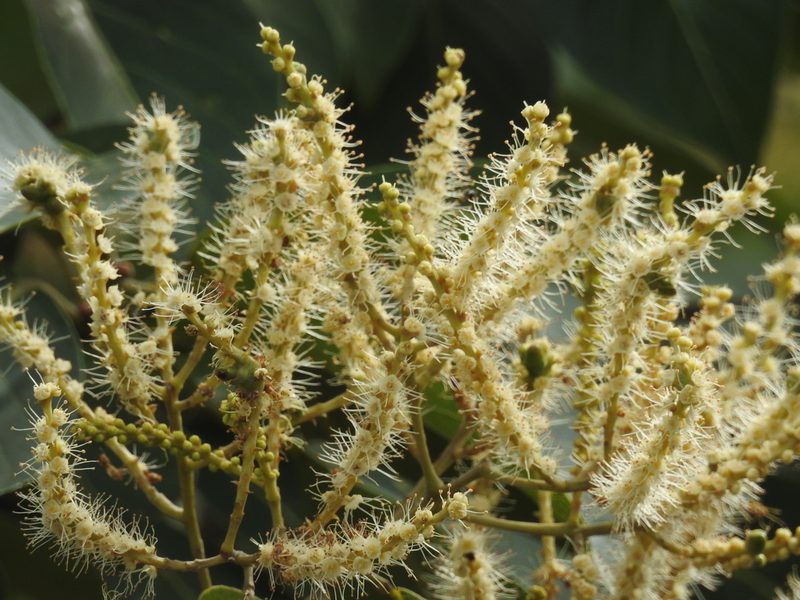 Terminalia paniculata, photographed by Suhel Quader
