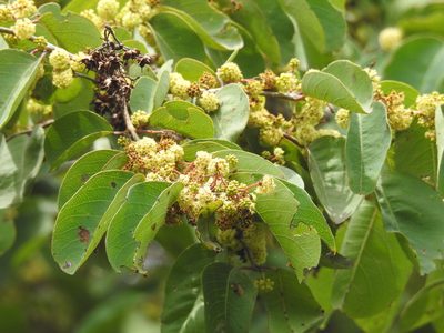 Terminalia anogeissiana, photographed by Suhel Quader