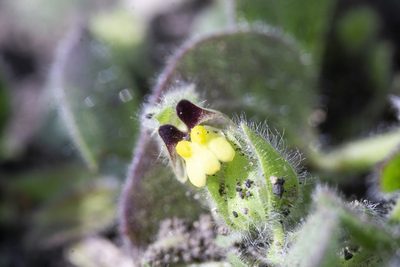 Kickxia spuria, photographed by Conrad Altmann