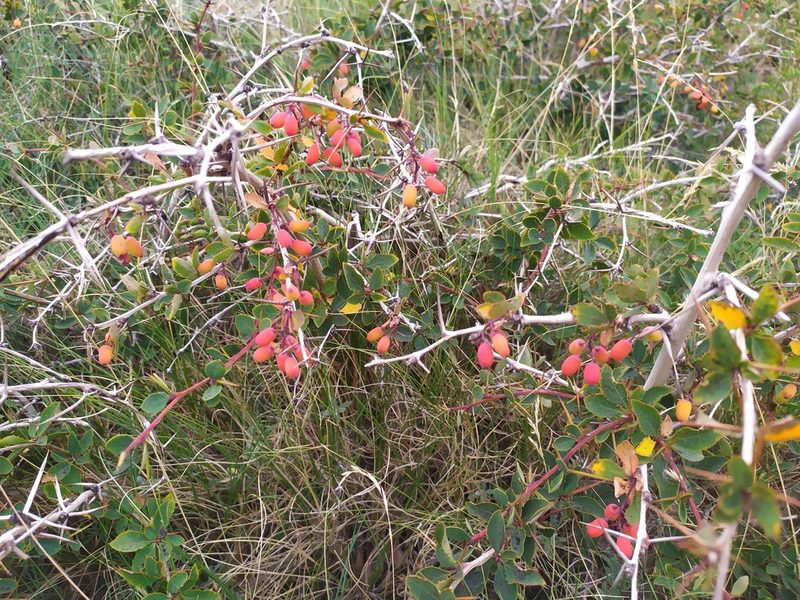 Berberis aetnensis, photographed by Ruben Ciantia