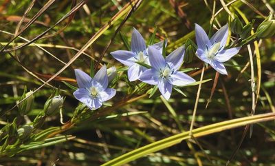 Lomatogonium rotatum, photographed by Анна Васильченко