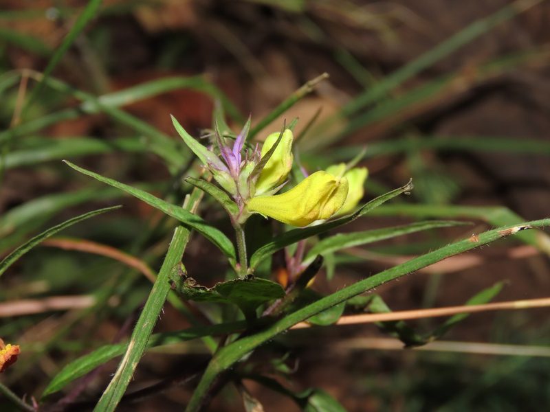 Melampyrum italicum, photographed by Emanuele Santarelli
