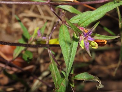 Melampyrum italicum, photographed by Emanuele Santarelli