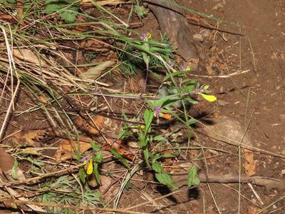 Melampyrum italicum, photographed by Emanuele Santarelli
