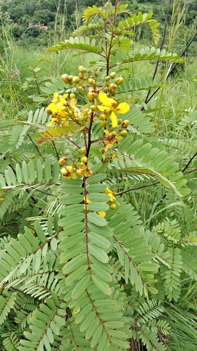 Senna montana, photographed by Suhel Quader