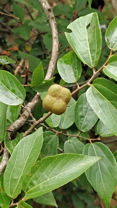 Grewia bracteata, photographed by Suhel Quader