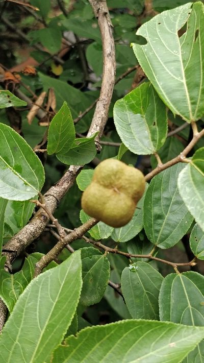 Grewia bracteata, photographed by Suhel Quader