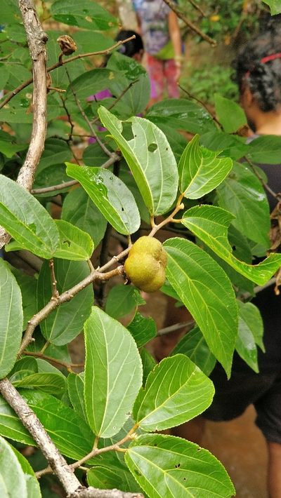 Grewia bracteata, photographed by Suhel Quader