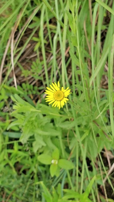 Pulicaria wightiana, photographed by Suhel Quader
