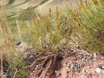 Artemisia salsoloides, photographed by Анна Митрошенкова