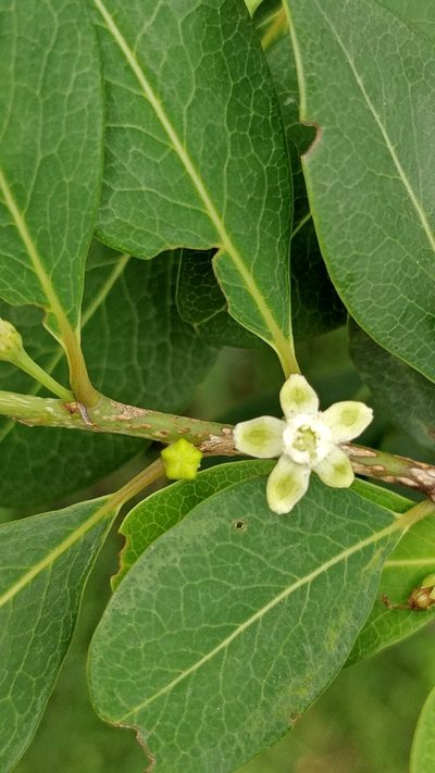 Erythroxylum monogynum, photographed by Suhel Quader