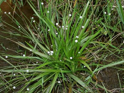 Eriocaulon sexangulare, photographed by Jacy Chen