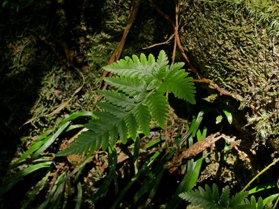 Davallia repens