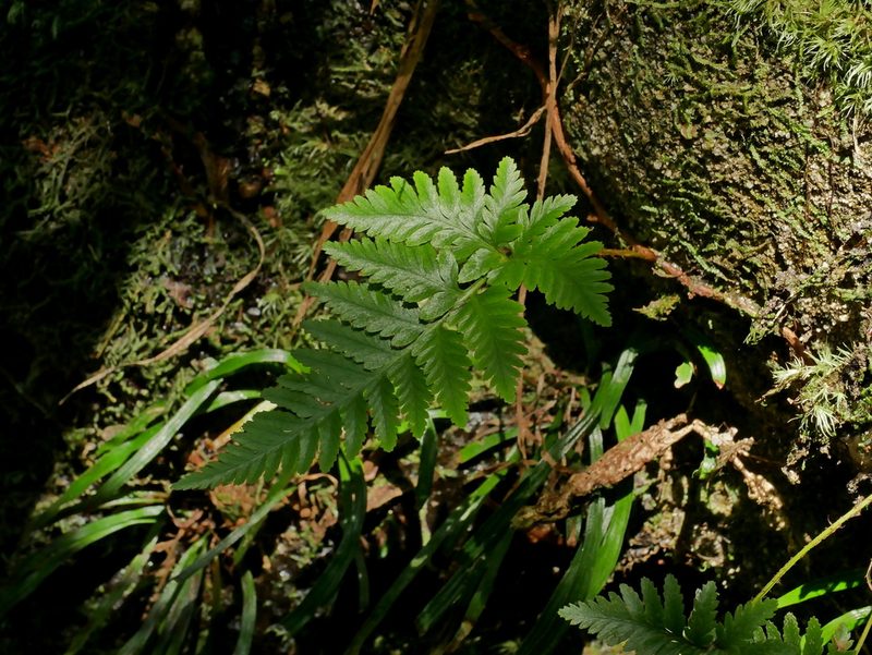 Davallia repens, photographed by Jacy Chen