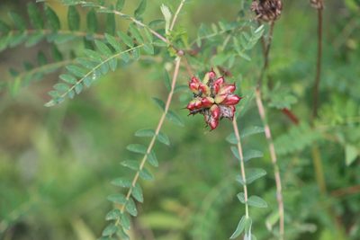 Astragalus uliginosus, photographed by Tatiana Strus