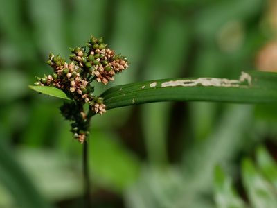 Hypolytrum nemorum, photographed by Jacy Chen