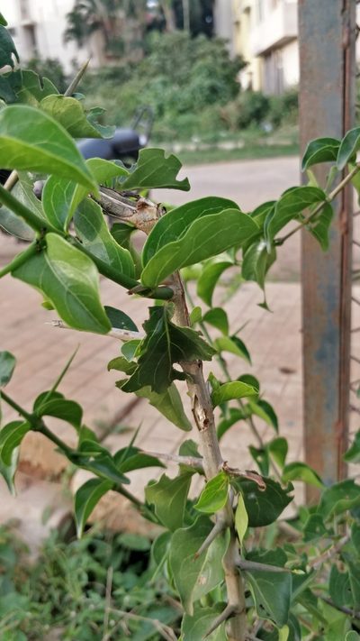 Canthium coromandelicum, photographed by Suhel Quader